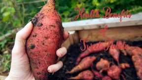 Sweet Potato|| GOOD CARBS vs BAD CARBS for WEIGHT LOSS|| Are Carbs Bad for You? Which Make You Fat?